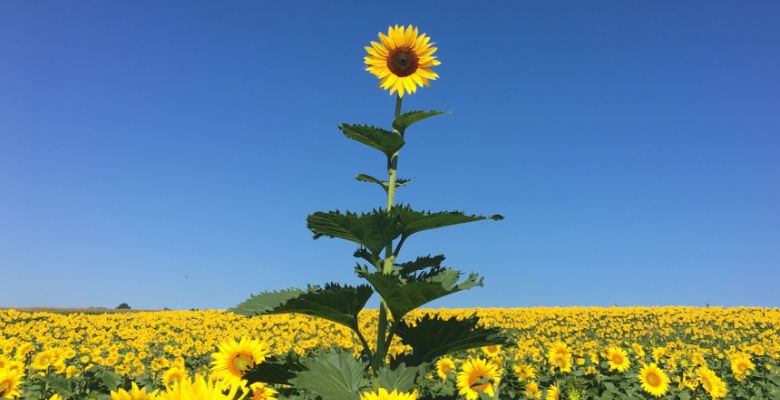 Single tall sunflower against a blue sky